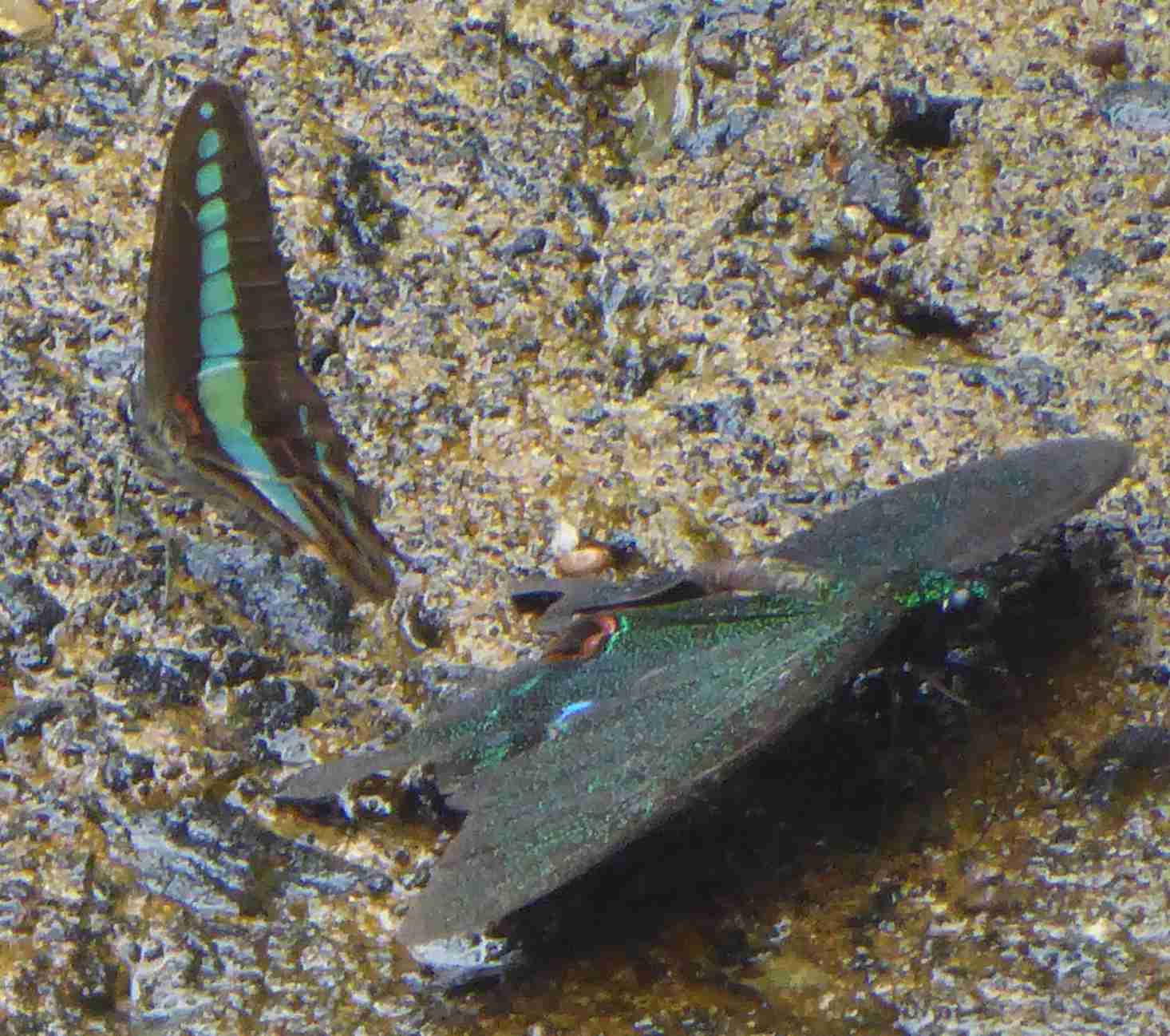 Graphium sarpedon and Papilio paris Graphium sarpedon and Papilio paris